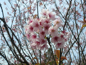 sakura062.jpg