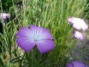 080508flower.jpg