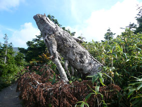wood.jpg