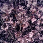 110410_1942~01
