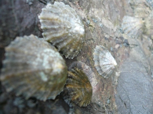 barnacle