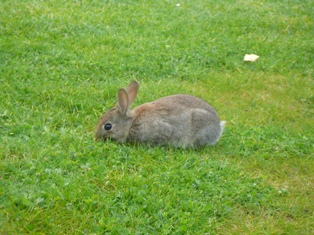 rabbit