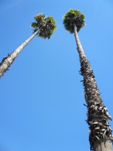 P1100663 (960x1280)