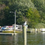 P1110136 (800x600)