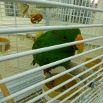2.bird