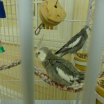 3.bird