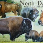 bison3