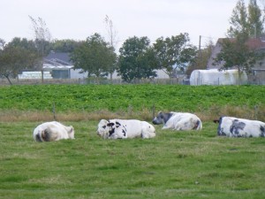 5Cow