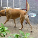 2Inu2